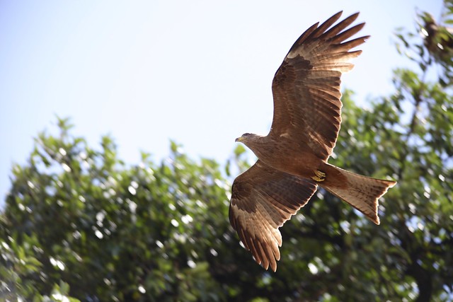 Yellow-billed Kite (Milvus aegyptius)