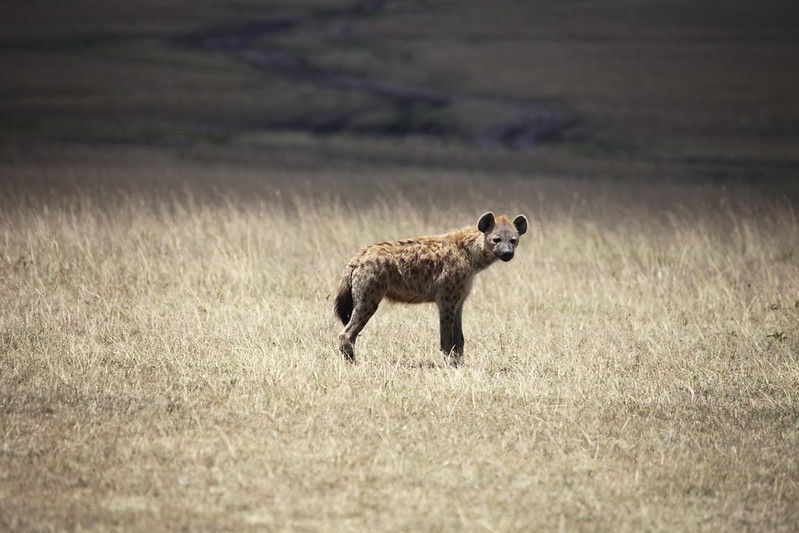 Hyena