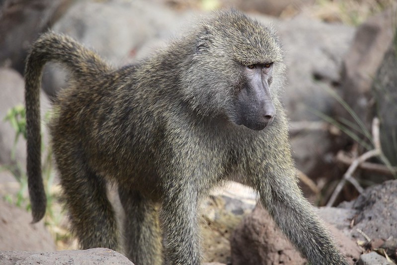 Olive Baboon (Papio anubis)