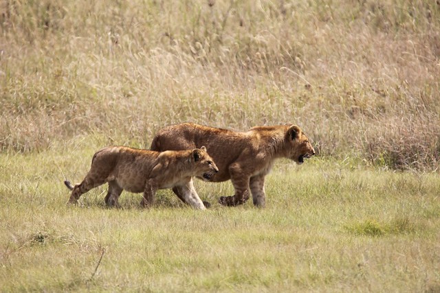Lioness and cub
