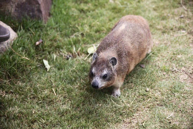 Tree Hyrax