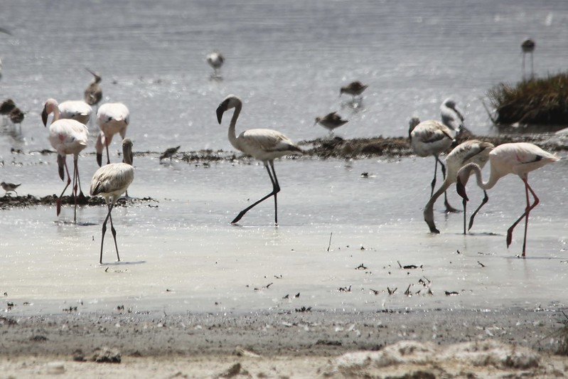 Flamingoes