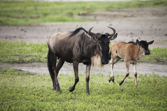 Wildebeest