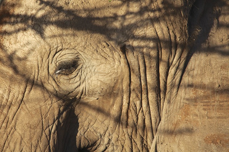 African Elephant Eye