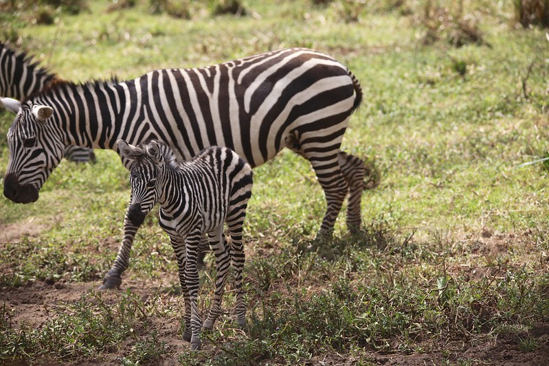 Zebra and young