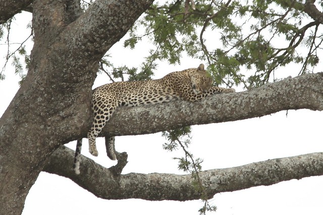 Sleeping African Leopard (Panthera pardus)