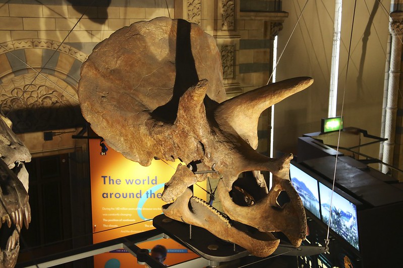 Young Triceratops Skull